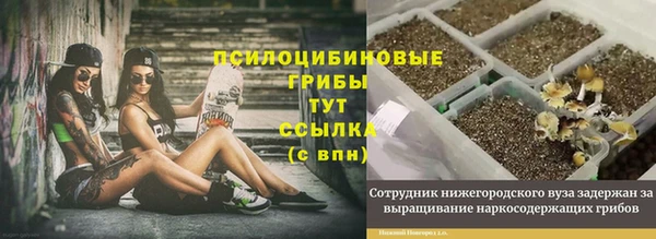 сатива Вязьма