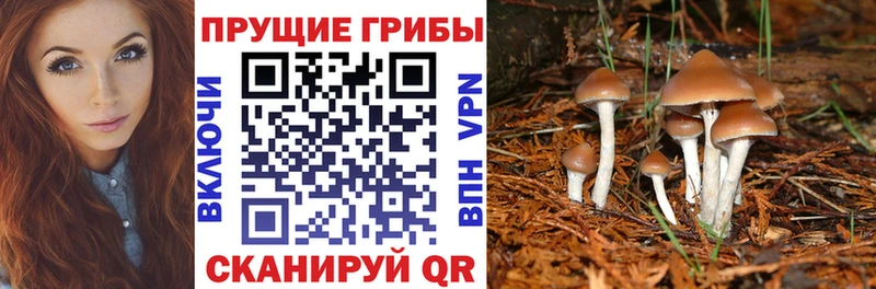 Галлюциногенные грибы Psilocybe  где продают наркотики  Архангельск 